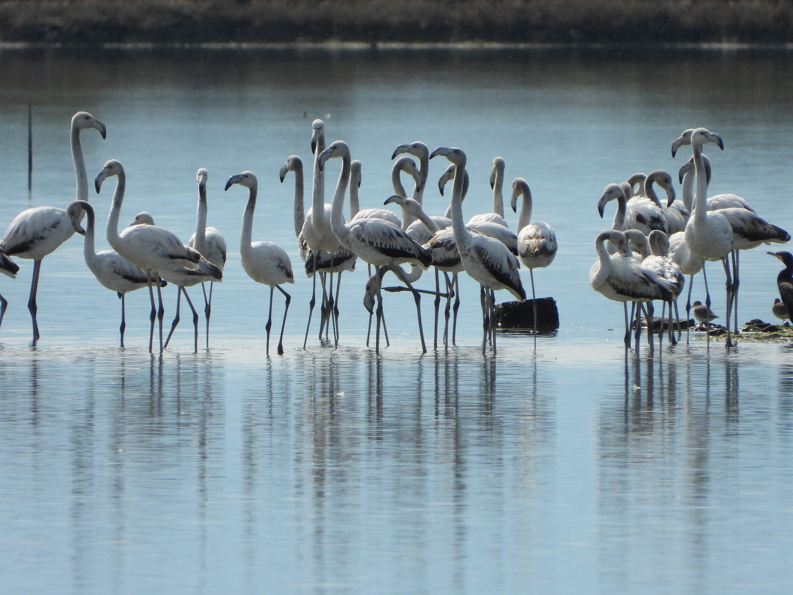 Biodiversiteti kërcënohet nga zhvillimi dhe keqmenaxhimi -thekson raporti